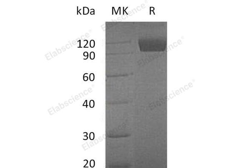 > 95 % as determined by reducing SDS-PAGE.