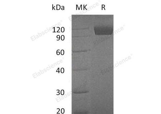 > 95 % as determined by reducing SDS-PAGE.