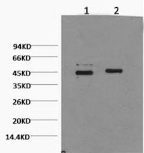 Western Blot analysis of Hela cells using CASP9 Monoclonal Antibody at dilution of 1) 1:2000 2) 1:5000.