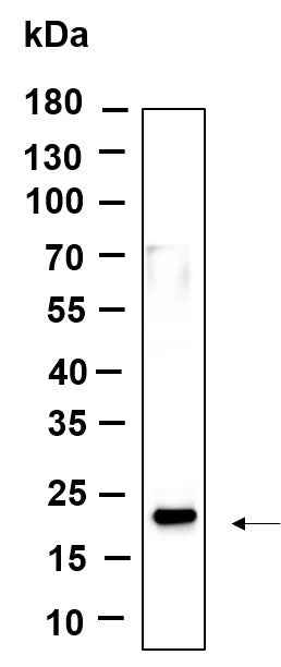 Anti-Human/Mouse/Rat Histone H3 Antibody [B929] - ABMIUM