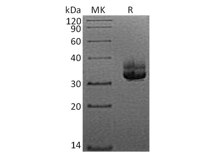 > 95 % as determined by reducing SDS-PAGE.