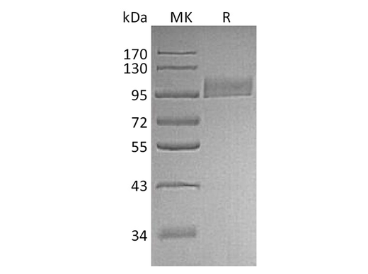 > 95 % as determined by reducing SDS-PAGE.