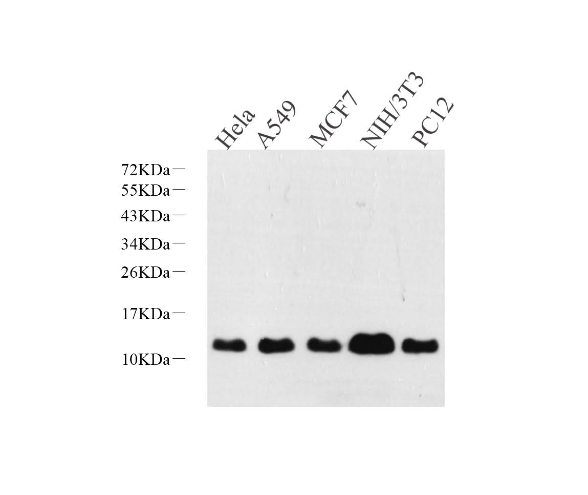 Western Blot analysis of various samples using S100A4 Polyclonal Antibody at dilution of 1:600.