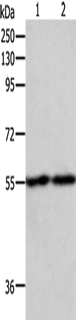 Anti-Human/Mouse/Rat EGR1 Antibody - ABMIUM