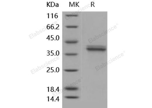 > 95 % as determined by reducing SDS-PAGE.
