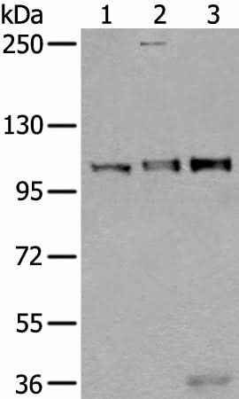 Anti-Human/Mouse USO1 Antibody