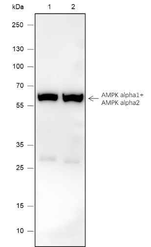Anti-Human AMPK alpha 1+AMPK alpha 2 Antibody [A578] - ABMIUM