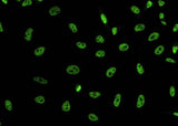 Anti-Human DYDC2 Antibody [B371]