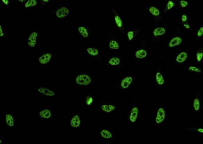 Anti-Human DYDC2 Antibody [B371]