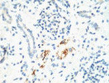 Immunohistochemistry of paraffin-embedded Mouse kidney tissue using KIF7 Monoclonal Antibody at dilution of 1:200.