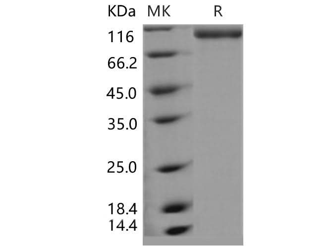 > 90 % as determined by reducing SDS-PAGE.