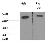 Western Blot analysis of 1) Hela, 2) Rat liver using HSPA5 Monoclonal Antibody at dilution of 1:2000.