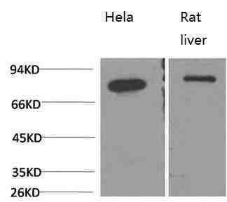Anti-Human/Rat GRP78/Bip Antibody [8G3]