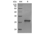 > 95 % as determined by reducing SDS-PAGE.
