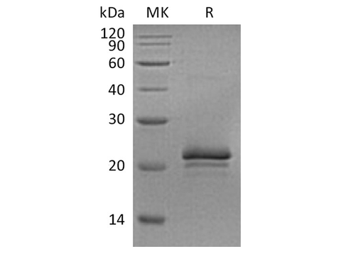 > 95 % as determined by reducing SDS-PAGE.