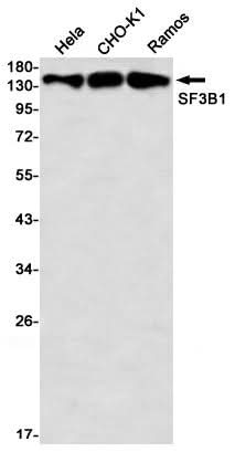Western blot detection of SF3B1 in Hela,CHO-K1,C6,Ramos using SF3B1 Rabbit mAb(1:1000 diluted)