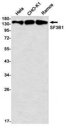 Western blot detection of SF3B1 in Hela,CHO-K1,C6,Ramos using SF3B1 Rabbit mAb(1:1000 diluted)