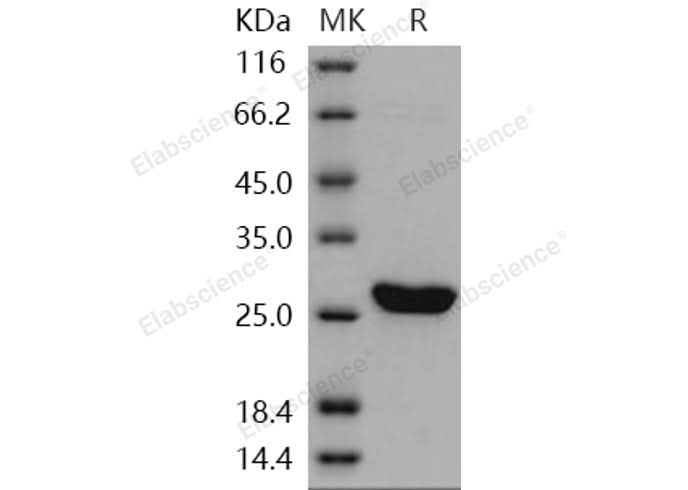 > 97 % as determined by reducing SDS-PAGE.
