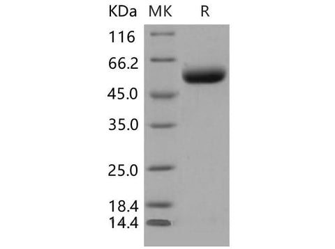 > 96 % as determined by reducing SDS-PAGE.
