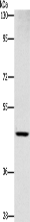 Anti-Human SIGLEC6 Antibody - ABMIUM