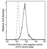 Anti-Human PPIL1 Antibody [A990] - ABMIUM