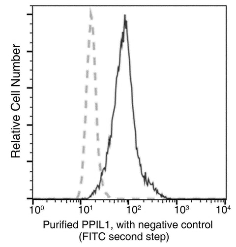 Anti-Human PPIL1 Antibody [A990] - ABMIUM
