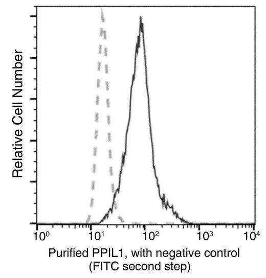 Anti-Human PPIL1 Antibody [A990] - ABMIUM
