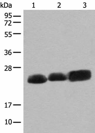 Western blot analysis of Mouse brain tissue Rat brain tissue and Human cerebrum tissue lysates using CEND1 Polyclonal Antibody at dilution of 1:500
