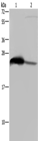Anti-Human GSTA3 Antibody - ABMIUM