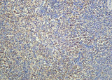 Anti-Human cIAP2 Antibody [B938]