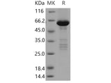 > 90 % as determined by reducing SDS-PAGE.
