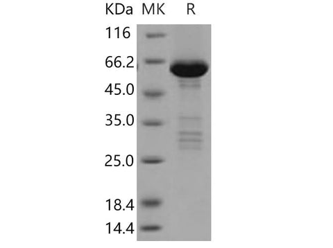 > 90 % as determined by reducing SDS-PAGE.