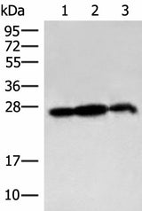 Western blot analysis of 293T cell and Rat brain tissue lysates using PDAP1 Polyclonal Antibody at dilution of 1:400