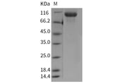 > 95 % as determined by reducing SDS-PAGE.
