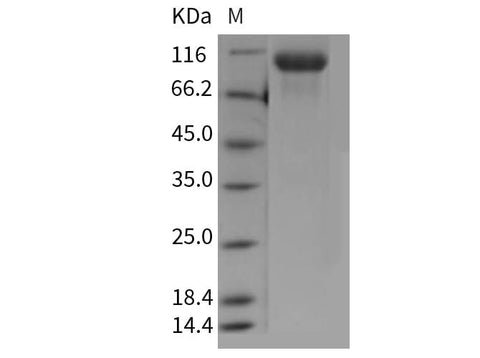 > 95 % as determined by reducing SDS-PAGE.