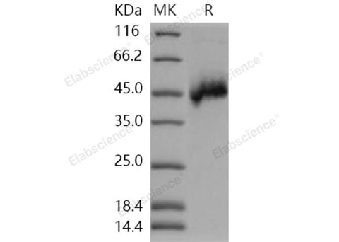 > 95 % as determined by reducing SDS-PAGE.