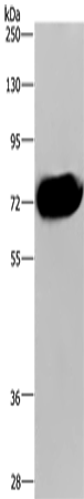 Anti-Human/Mouse CDC16 Antibody - ABMIUM