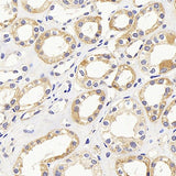 Immunohistochemistry analysis of paraffin-embedded human kidney using PMVK Polyclonal Antibody at dilution of 1:1000.