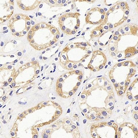 Immunohistochemistry analysis of paraffin-embedded human kidney using PMVK Polyclonal Antibody at dilution of 1:1000.