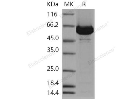 > 85 % as determined by reducing SDS-PAGE.