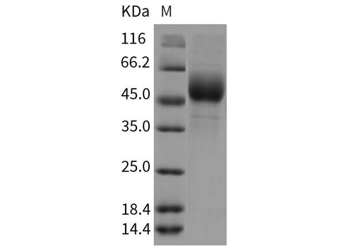 > 95 % as determined by reducing SDS-PAGE.