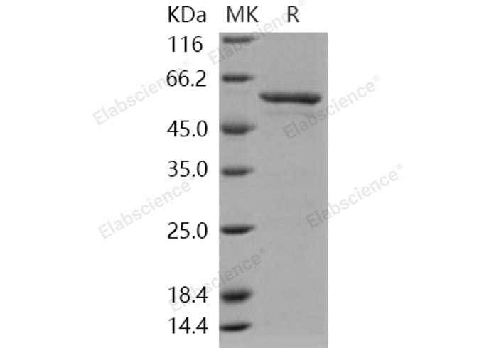 > 88 % as determined by reducing SDS-PAGE.