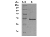 > 95 % as determined by reducing SDS-PAGE.