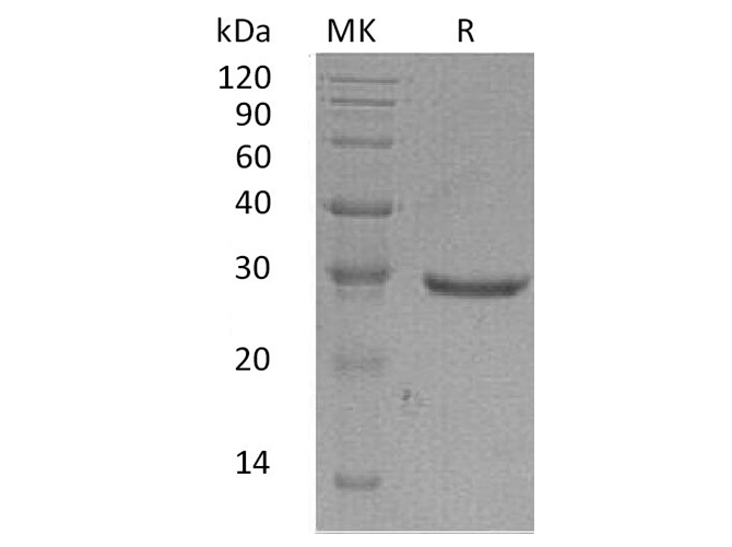 > 95 % as determined by reducing SDS-PAGE.