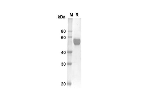 SDS-PAGE analysis of Human TNFRSF9 proteins, 2 μg/lane of Recombinant Human TNFRSF9 proteins was resolved with an SDS-PAGE under reducing conditions, showing bands at 42.8 kDa.