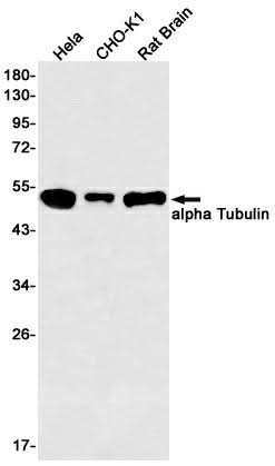 Western blot detection of alpha Tubulin in Hela,CHO-K1,Rat Brain lysates using alpha Tubulin Rabbit mAb(1:500 diluted).Predicted band size:50kDa.Observed band size:50kDa.