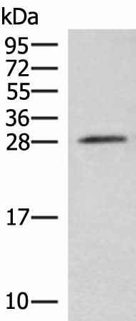 Anti-Human/Mouse NIPSNAP3A Antibody