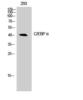 Western Blot analysis of 293T cells with CEBP alpha Polyclonal Antibody