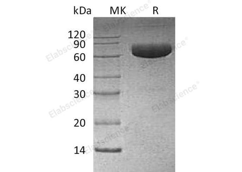 Recombinant Human PD-L1/B7-H1/CD274 Protein (mFc Tag) - ABMIUM