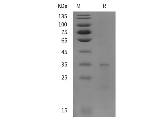 SDS-PAGE analysis of Human IL-13 proteins, 2 μg/lane of Recombinant Human IL-13 proteins was resolved with SDS-PAGE under reducing conditions, showing bands at 35 kDa.